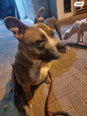 תמונת מודעה - חיות מחמד