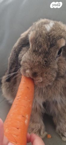 תמונת מודעה - חיות מחמד