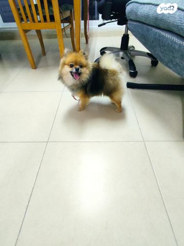 כלב פומרניין/פומרני