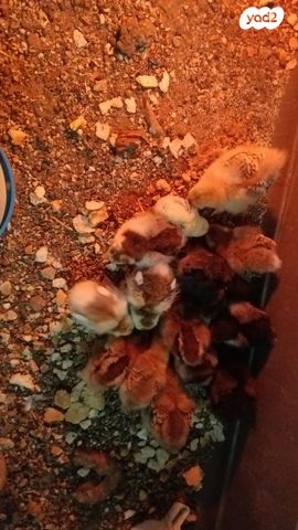 חיית משק סרהמה