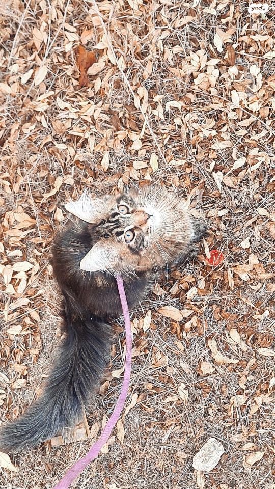 תמונת מודעה - חיות מחמד