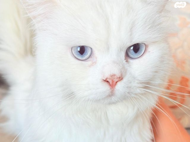 תמונת מודעה - חיות מחמד