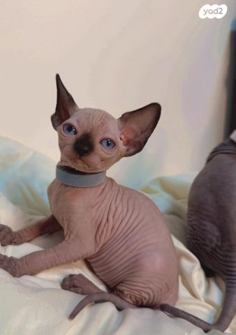 חתול ספינקס