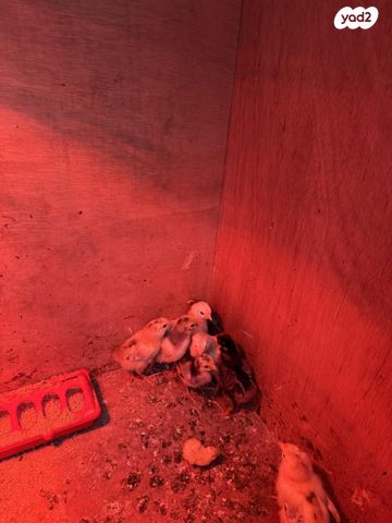 חיית משק ברהמה