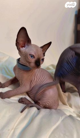 חתול ספינקס