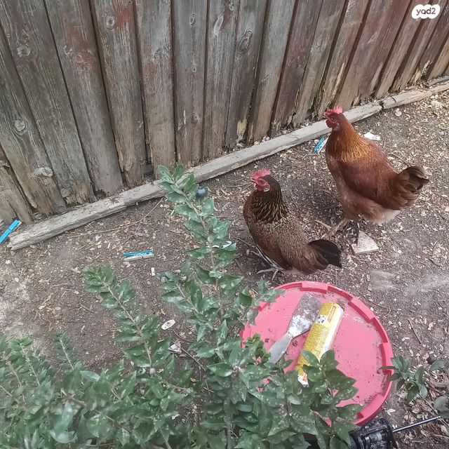 חיית משק סרהמה