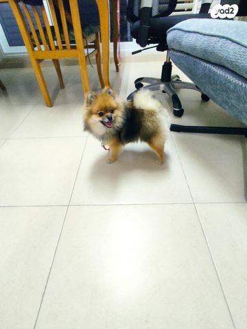 כלב פומרניין/פומרני