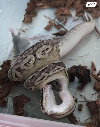 זוחל פיתון מתכדר