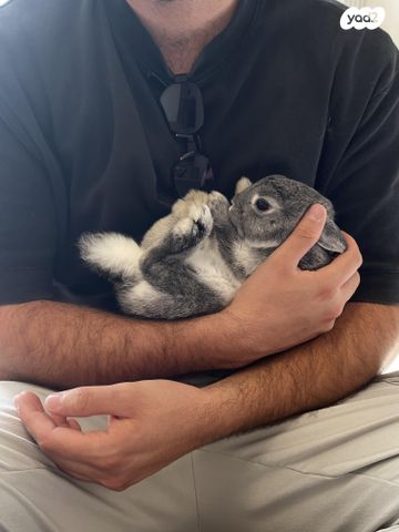 מכרסם ארנב ננסי