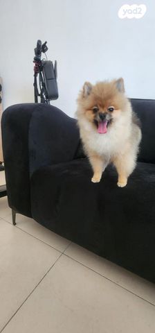 כלב פומרניין/פומרני