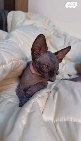 חתול ספינקס