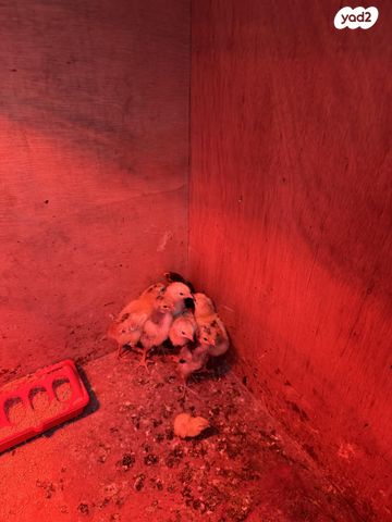 חיית משק ברהמה