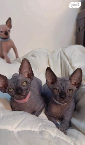 חתול ספינקס