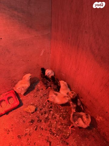 חיית משק ברהמה