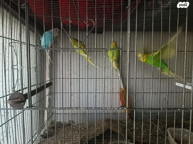 תוכי פרקיטים אוסטרלים