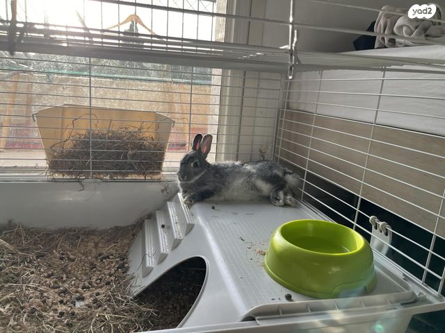 מכרסם ארנב ננסי