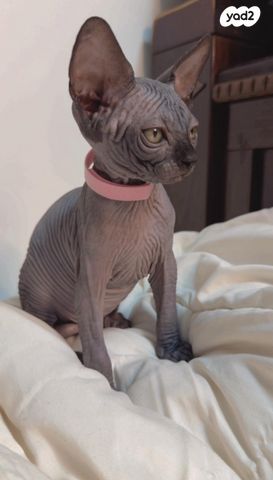 חתול ספינקס