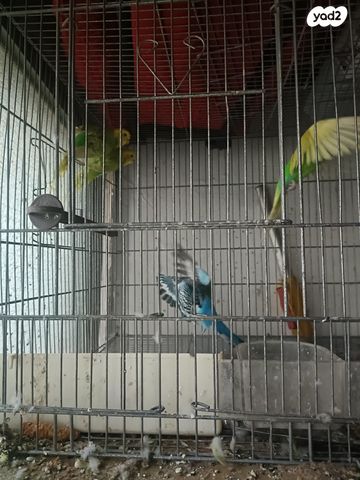 תוכי פרקיטים אוסטרלים