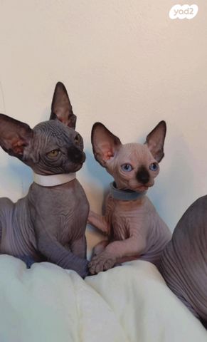 חתול ספינקס