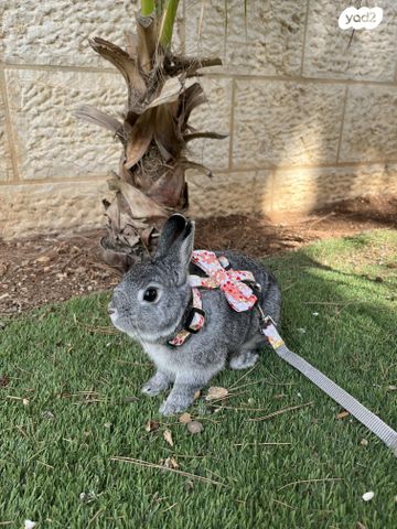 מכרסם ארנב ננסי