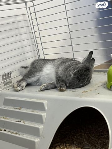 מכרסם ארנב ננסי