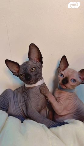 חתול ספינקס