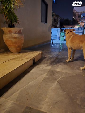 דו משפחתי, דוד קלסדי 20, מקוב, רחובות