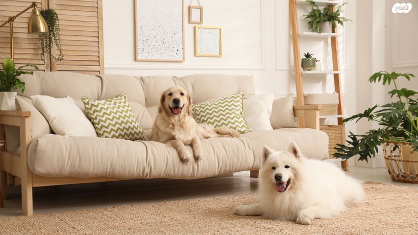 דירה, נתניה