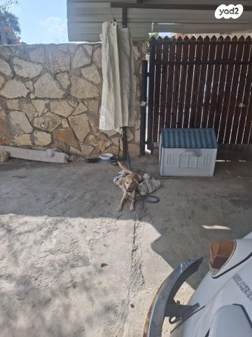 תמונת מודעה - חיות מחמד