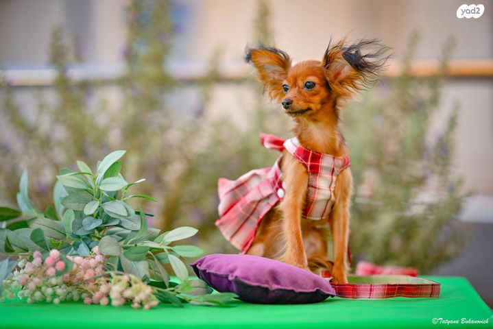 תמונת מודעה - חיות מחמד