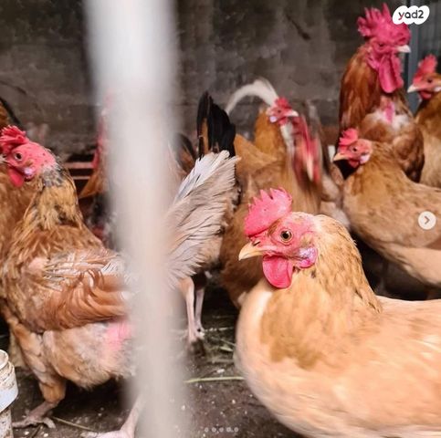 תמונת מודעה - חיות מחמד