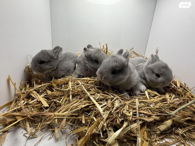 תמונת מודעה - חיות מחמד