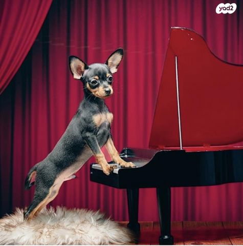 תמונת מודעה - חיות מחמד