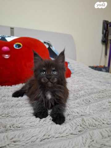 תמונת מודעה - חיות מחמד