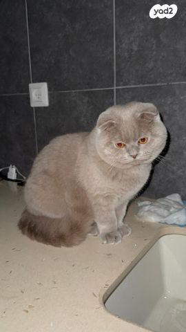 תמונת מודעה - חיות מחמד