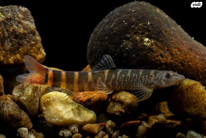 תמונת מודעה - חיות מחמד