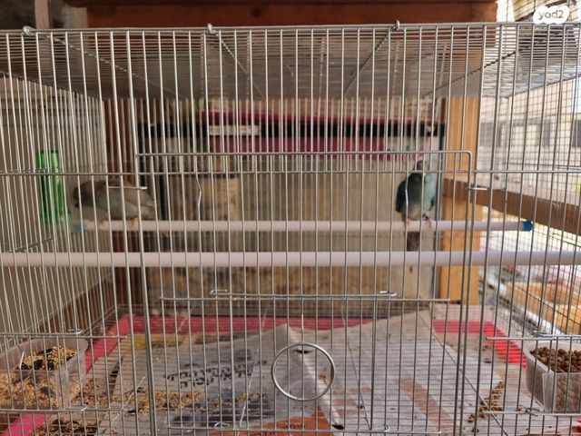 תמונת מודעה - חיות מחמד