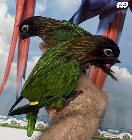 תמונת מודעה - חיות מחמד