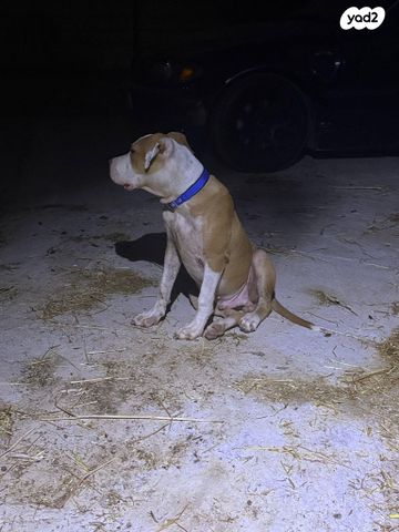 תמונת מודעה - חיות מחמד