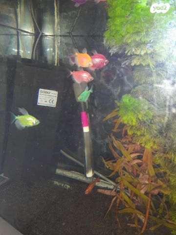 תמונת מודעה - חיות מחמד