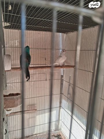 תמונת מודעה - חיות מחמד