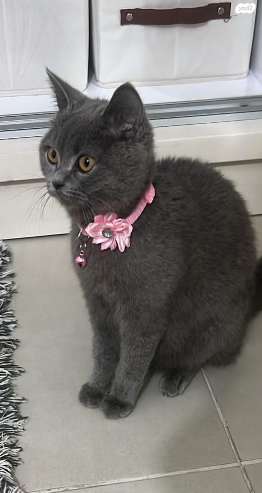 תמונת מודעה - חיות מחמד