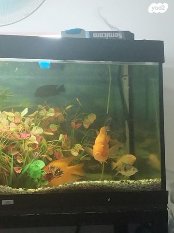 תמונת מודעה - חיות מחמד