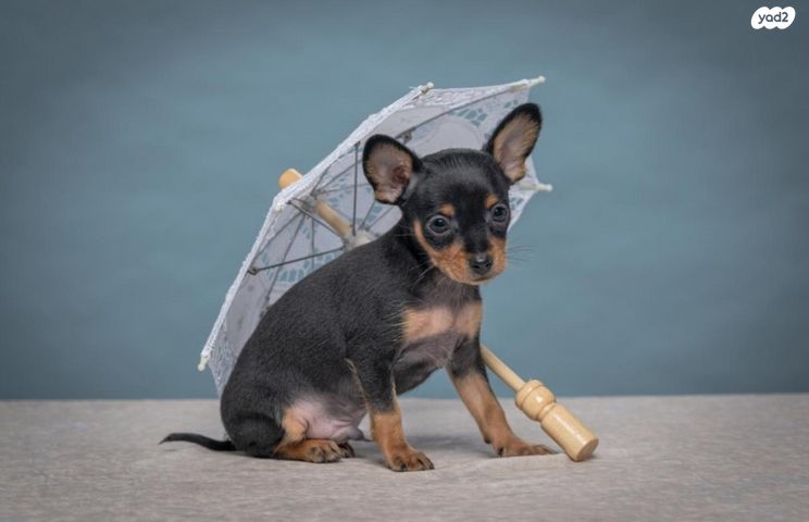 תמונת מודעה - חיות מחמד