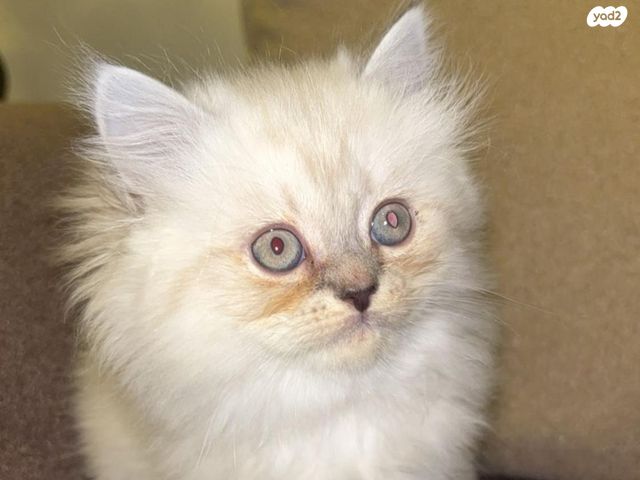 תמונת מודעה - חיות מחמד