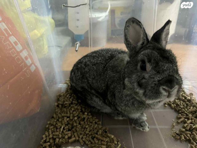 תמונת מודעה - חיות מחמד