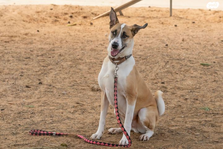 תמונת מודעה - חיות מחמד