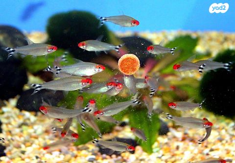 תמונת מודעה - חיות מחמד