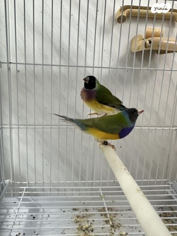 תמונת מודעה - חיות מחמד