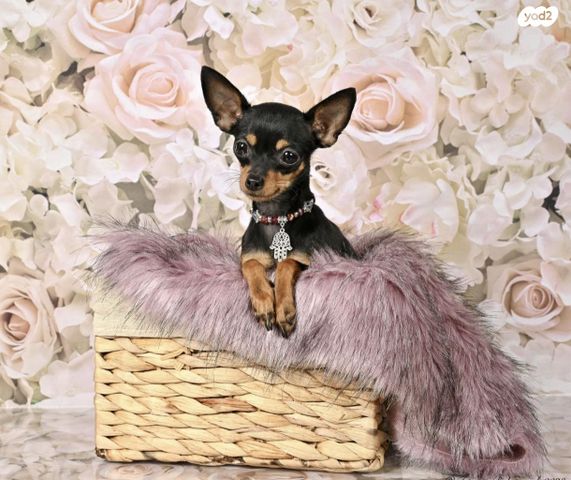 תמונת מודעה - חיות מחמד